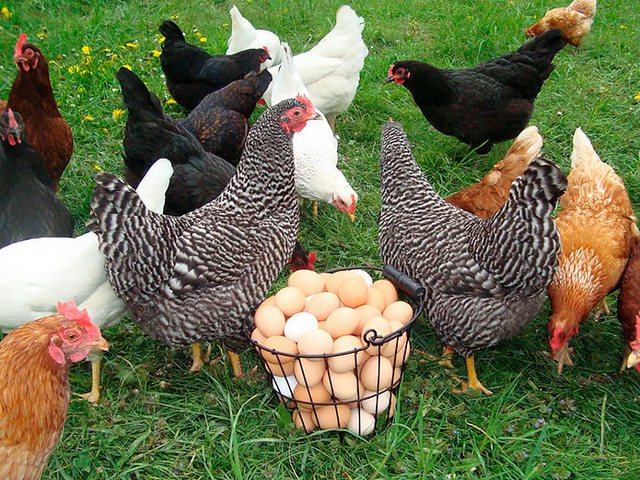 Содержание кур и уход за ними | ЗооТом - продажа, вязка и услуги для животных в Хилке