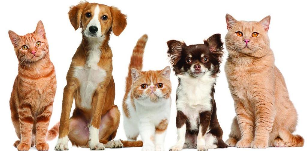 Доска объявлений о животных | ЗооТом - продажа, вязка и услуги для животных в Хилке