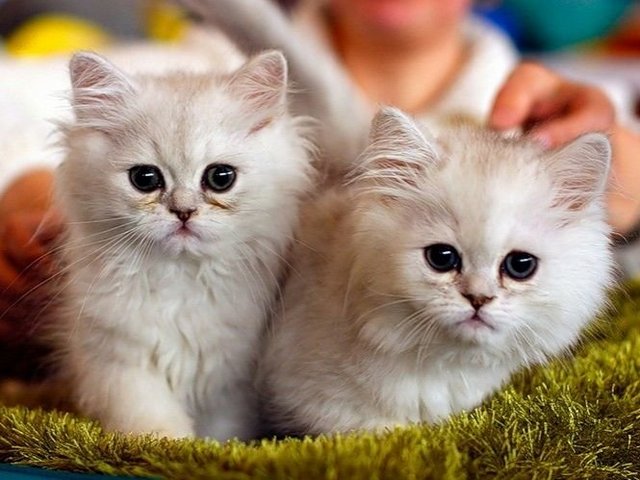 Породы кошек в Хилке | ЗооТом портал о животных