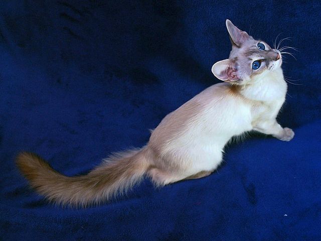 Выведенные породы кошек в Хилке | ЗооТом портал о животных