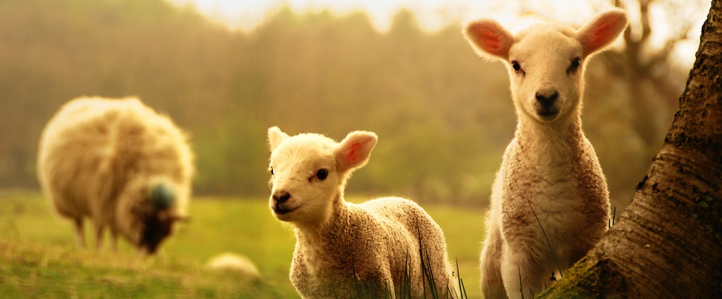 Объявления о сельскохозяйственных животных | ЗооТом - продажа, вязка и услуги для животных в Хилке