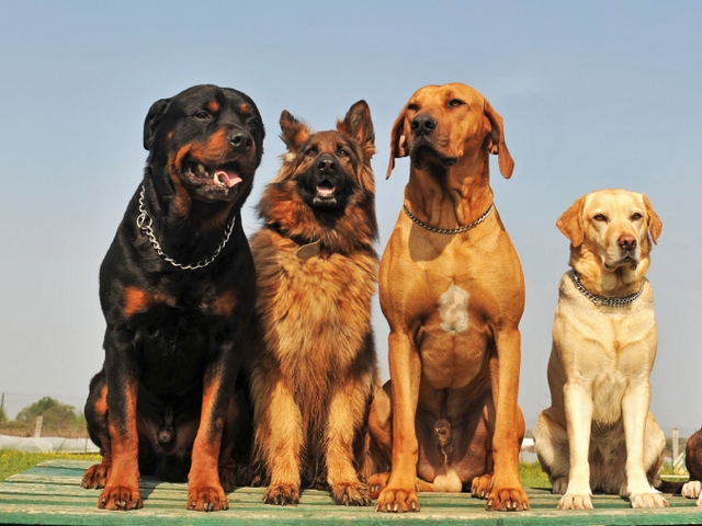 Крупные породы собак в Хилке | ЗооТом портал о животных